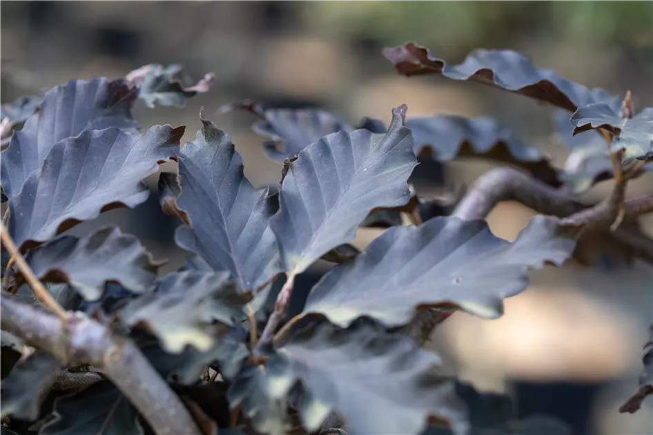 Fagus sylvatica 'Rohan Weeping'
