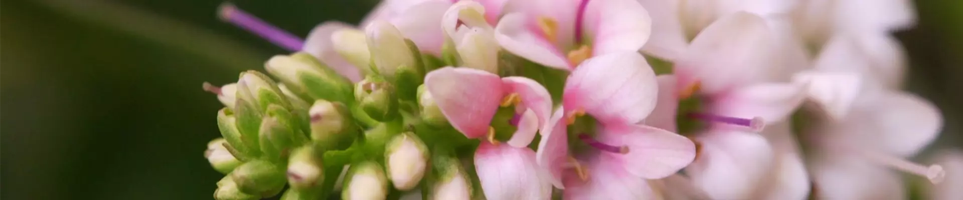 Strauchveronika - Einpflanzen im Garten (Thumbnail)