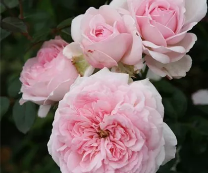 Rosa 'Alexandra - Princesse de Luxembourg' 