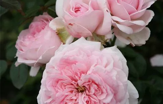 Rosa 'Alexandra - Princesse de Luxembourg' 