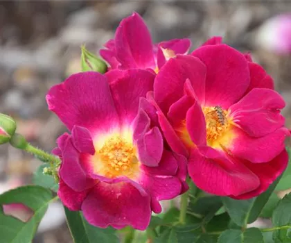 Rosa 'Weg der Sinne'  Rosa 'Weg der Sinne'