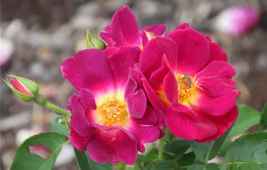 Rosa 'Weg der Sinne'  Rosa 'Weg der Sinne'