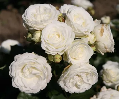 Rosa 'Schneeküsschen 2016'  Rosa 'Schneeküsschen 2016'