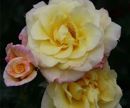 Rosa 'Moonlight' 