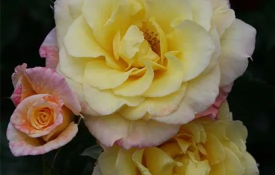 Rosa 'Moonlight' 