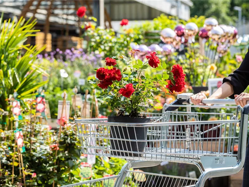 VERKAUFSOFFENER SONNTAG in Ihrer GartenBaumschule