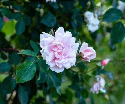 Rosa 'Albertine'  Rosa 'Albertine'