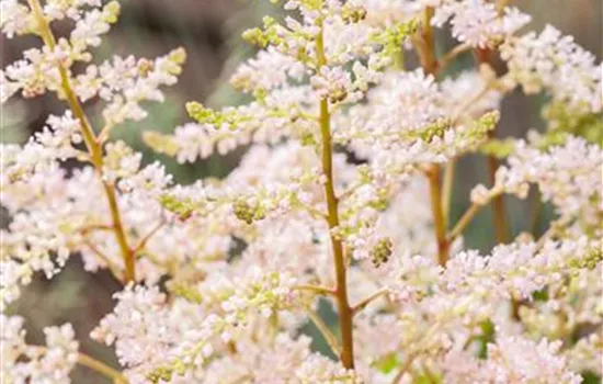Astilbe japonica 'Peach Blossom' 