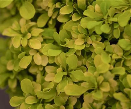 Berberis thunbergii 'Golden Nugget'  Berberis thunbergii 'Golden Nugget'