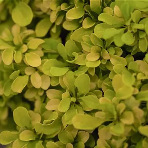 Berberis thunbergii 'Golden Nugget' 