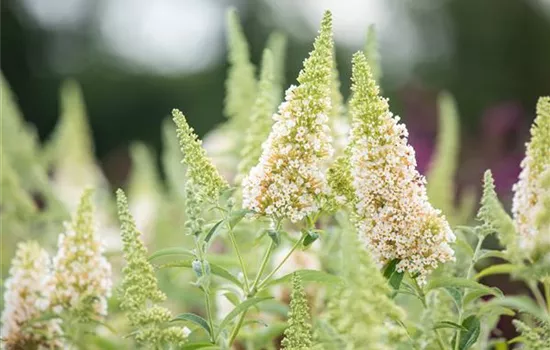Buddleja davidii 'BUZZ Ivory' 