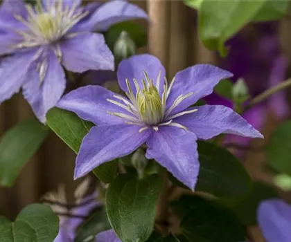 Clematis 'Dorothy Walton'  Clematis 'Dorothy Walton'