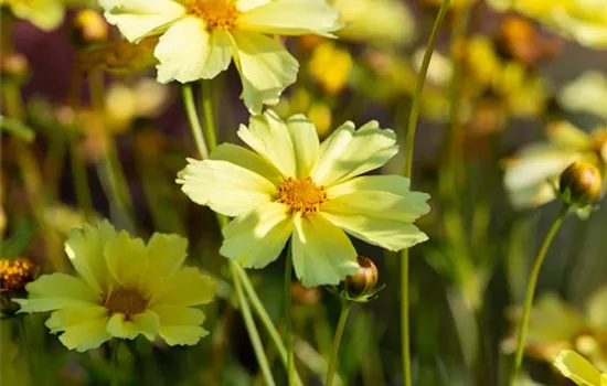 Coreopsis grandiflora 'Full Moon' 