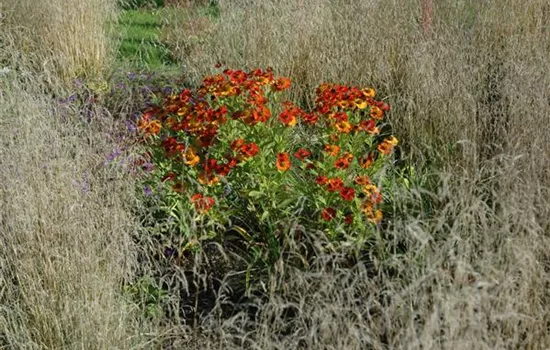 Helenium Hybride 'Baudirektor Linne'  Helenium Hybride 'Baudirektor Linne'