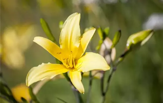 Hemerocallis flava 