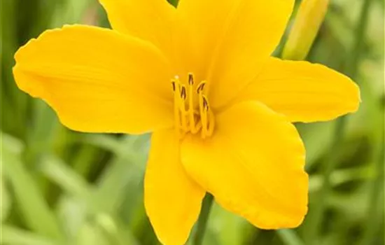 Hemerocallis x cultorum 'Aten' 