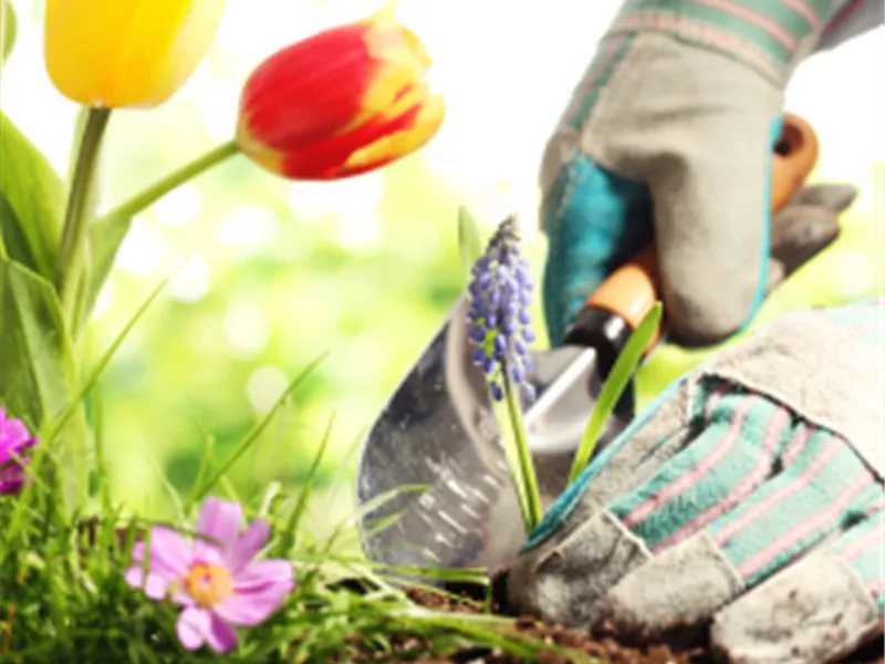 FRÜHLINGS-ERWACHEN in Ihrer GartenBaumschule