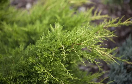 Juniperus media 'Pfitzeriana Compacta' 