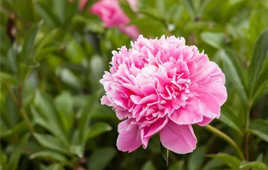 Paeonia lactiflora 'Dr. Alexander Fleming' Paeonia lactiflora 'Dr. Alexander Fleming'