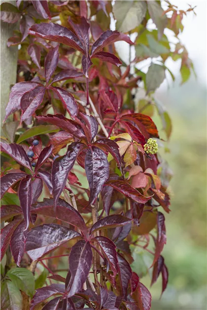 Parthenocissus inserta