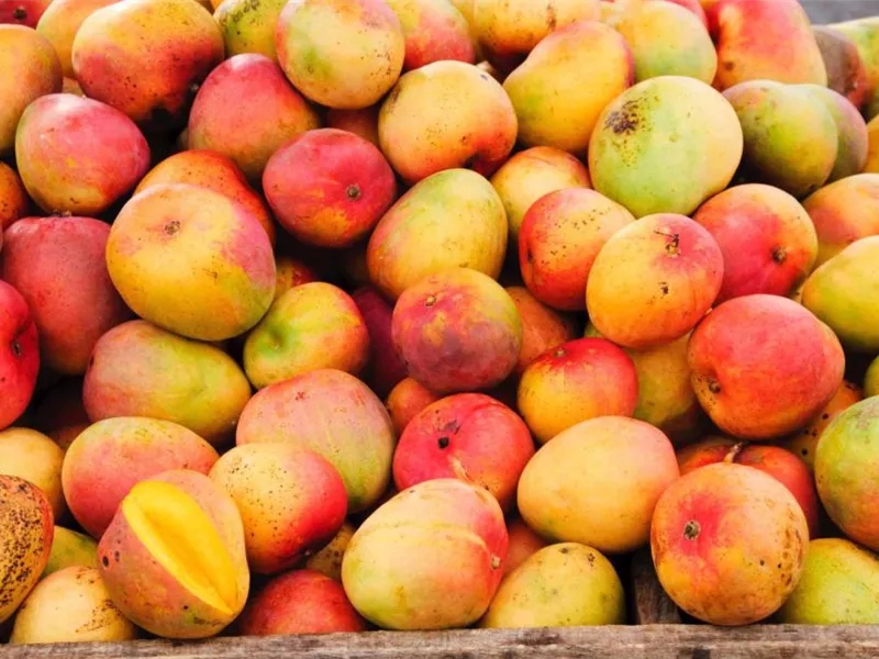 OBST-TAGE in Ihrer GartenBaumschule