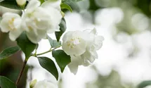 Gefüllter Gartenjasmin 'Virginal'