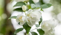 Gefüllter Gartenjasmin 'Virginal'