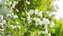 Gefüllter Gartenjasmin 'Virginal'