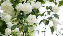 Gefüllter Gartenjasmin 'Virginal'