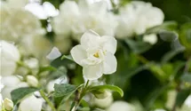 Gefüllter Gartenjasmin 'Virginal'