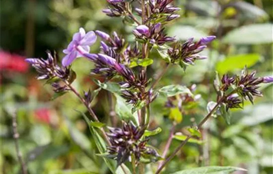 Phlox divaricata 'Clouds of Perfume'  Phlox divaricata 'Clouds of Perfume'