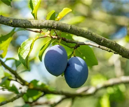 Prunus domestica 'Hanka'  Prunus domestica 'Hanka'