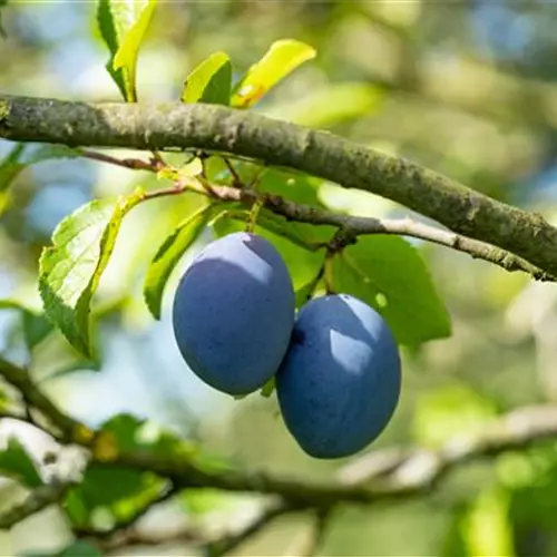 Prunus domestica 'Hanka' 