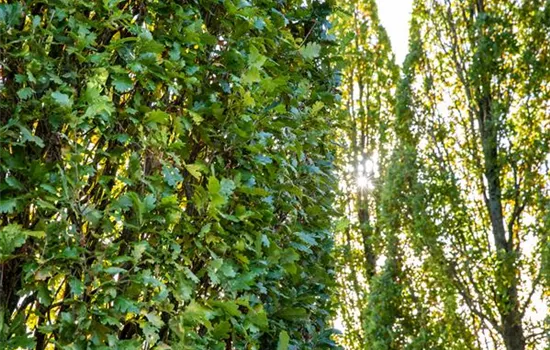 Quercus robur 'Fastigiata' Quercus robur 'Fastigiata'