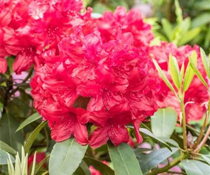 Rhododendron Hybride 'Blinklicht'