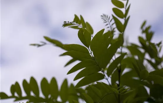 Robinia pseudoacacia 'Umbraculifera' Robinia pseudoacacia 'Umbraculifera'