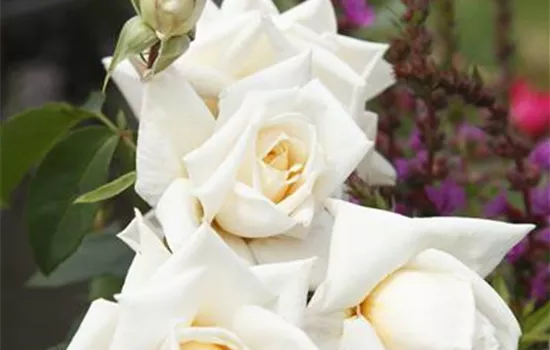 Rosa 'Ilse Krohn'  Rosa 'Ilse Krohn'