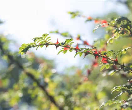 Rosa omeiensis var. pteracantha  Rosa omeiensis var. pteracantha