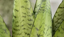 Bogenhanf 'Hahnii'