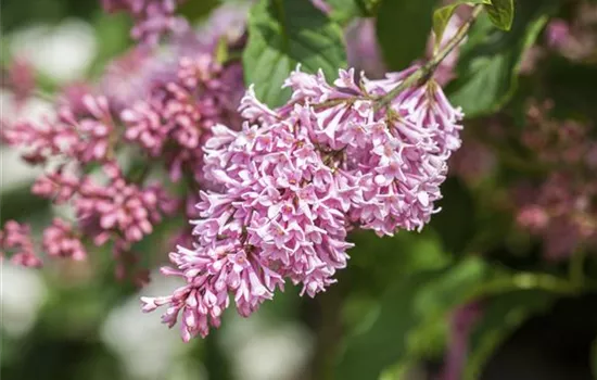 Syringa meyeri 'Bloomerang Pink Perfume' 