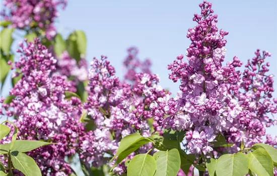 Syringa vulgaris 'Paul Thirion' 