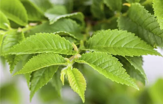 Ulmus carpinifolia  Ulmus carpinifolia