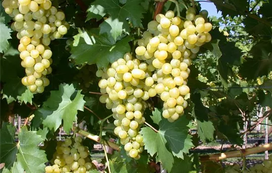 Vitis vinifera 'Phönix'  Vitis vinifera 'Phönix'