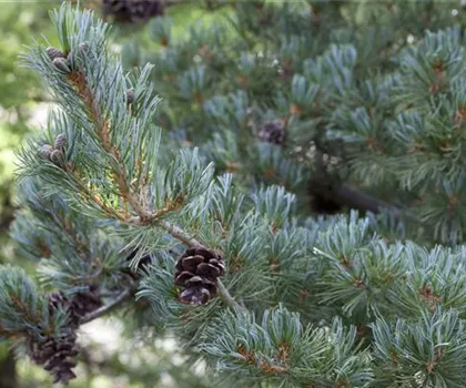 Pinus parviflora 'Glauca'  Pinus parviflora 'Glauca'