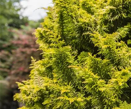 Chamaecyparis obtusa 'Tetragona Aurea'  Chamaecyparis obtusa 'Tetragona Aurea'