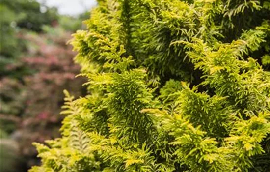 Chamaecyparis obtusa 'Tetragona Aurea'  Chamaecyparis obtusa 'Tetragona Aurea'