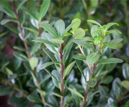 Ilex crenata 'Robustico' 