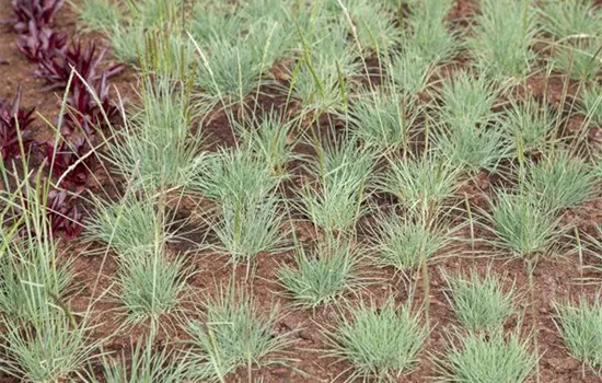 Pennisetum  Pennisetum