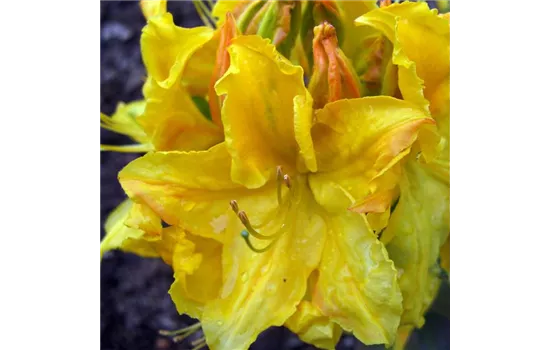 Rhododendron luteum 'Goldstück' 