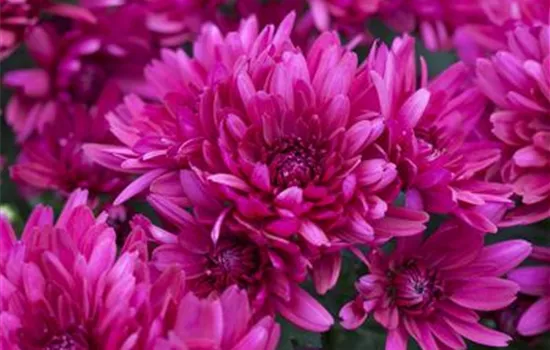 Chrysanthemum x hortorum 'Anastasia' 